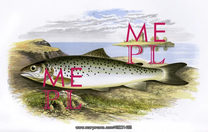 : Salmo coecifer, or Loch Leven Trout : Salmo coecifer, or Loch Leven Trout