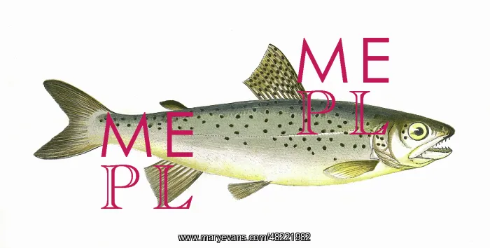 : Salmo coecifer, or Loch Leven Trout : Salmo coecifer, or Loch Leven Trout