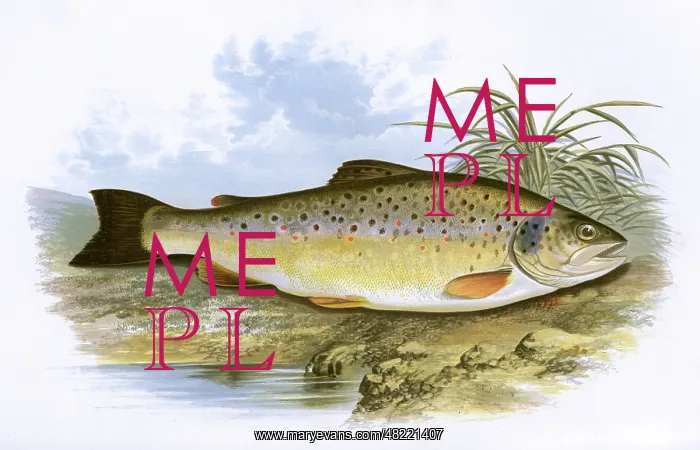 : Salmo fario, or Common Trout : Salmo fario, or Common Trout