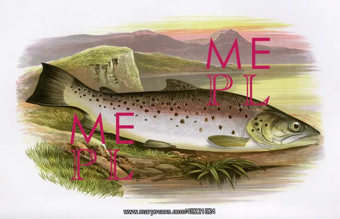 : Salmo ferox, or Ferox Trout : Salmo ferox, or Ferox Trout