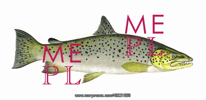 : Salmo ferox, or Ferox Trout : Salmo ferox, or Ferox Trout