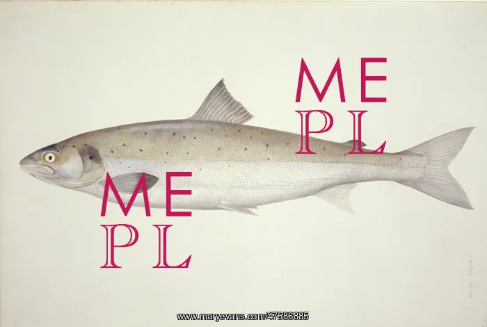 : Salmo salar, Atlantic salmon : Salmo salar, Atlantic salmon
