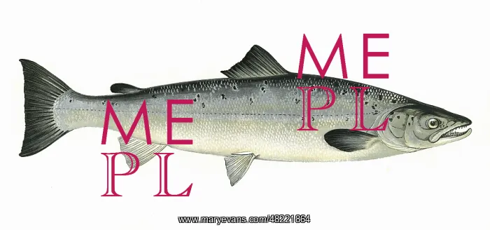 : Salmo salar, or Atlantic Salmon : Salmo salar, or Atlantic Salmon
