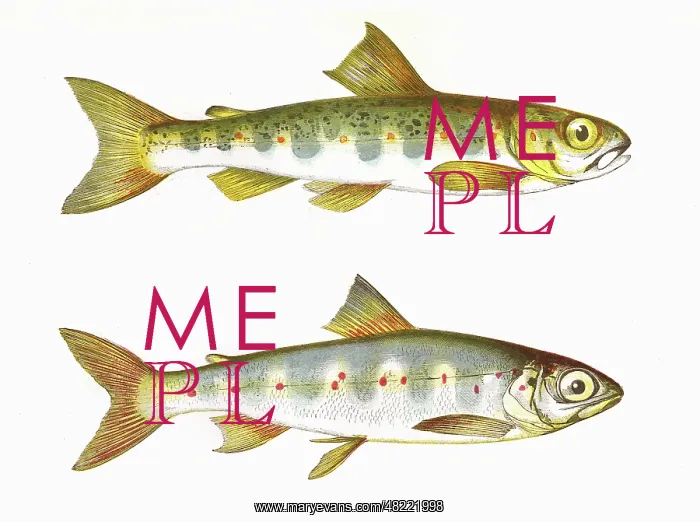 : Salmo salar, or Parr and Samlet : Salmo salar, or Parr and Samlet