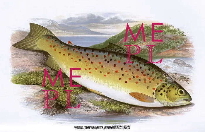 : Salmo stomachicus, or Gillaroo : Salmo stomachicus, or Gillaroo