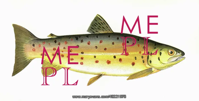 : Salmo stomachicus, or Gillaroo : Salmo stomachicus, or Gillaroo