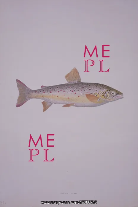 : Salmo trutta, brown trout : Salmo trutta, brown trout