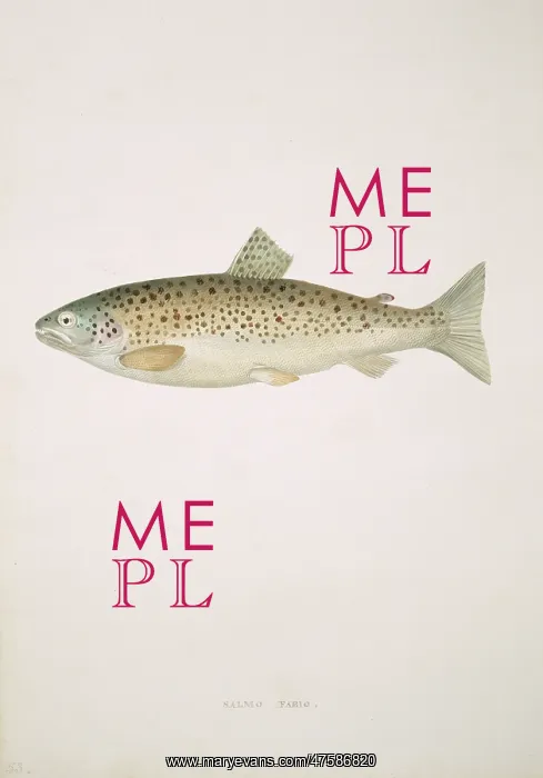 : Salmo trutta, brown trout : Salmo trutta, brown trout