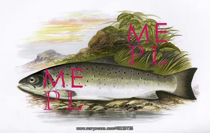 : Salmo trutta, or Brown Trout : Salmo trutta, or Brown Trout