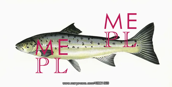 : Salmo trutta, or Brown Trout : Salmo trutta, or Brown Trout