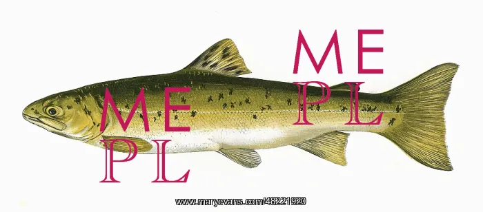 : Salmo trutta, or Brown Trout : Salmo trutta, or Brown Trout