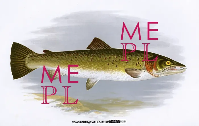 : Salmo trutta, or Brown Trout : Salmo trutta, or Brown Trout