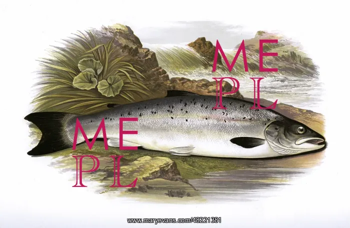 : Salmo trutta, or Salmon Trout : Salmo trutta, or Salmon Trout