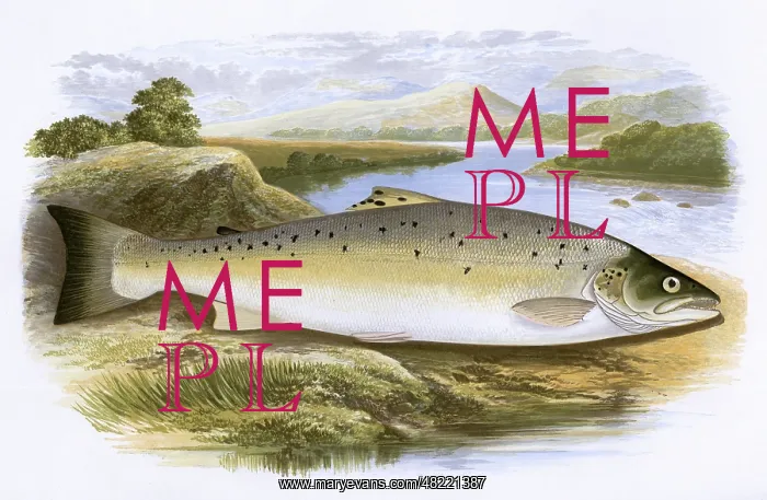 : Salmo trutta, or Salmon Trout : Salmo trutta, or Salmon Trout