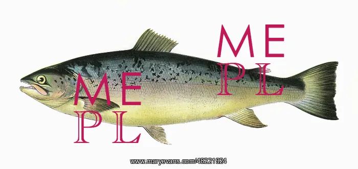 : Salmo trutta, or Salmon Trout : Salmo trutta, or Salmon Trout