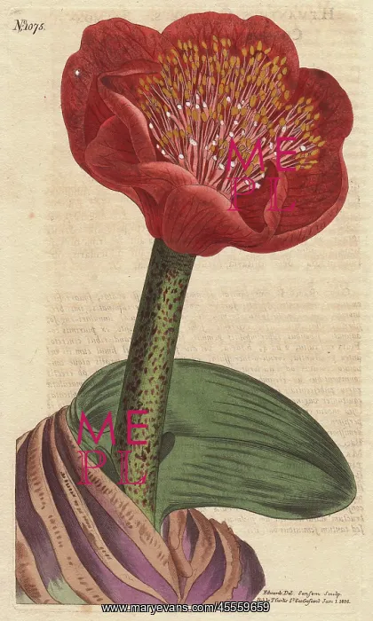 : Salmon-colored blood flower, native of South : Salmon-colored blood flower, native of South