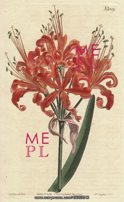 : Salmon-coloured amaryllis, with curly orange : Salmon-coloured amaryllis, with curly orange