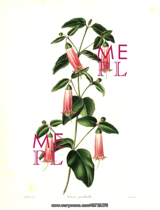 : Salmon correa or neat correa, Correa pulchella : Salmon correa or neat correa, Correa pulchella