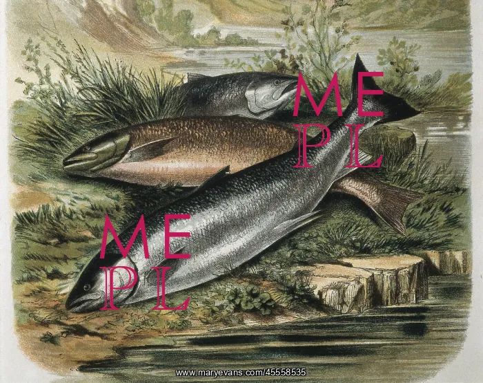 : Salmon. Engraving after a drawing by a F.Padro : Salmon. Engraving after a drawing by a F.Padro