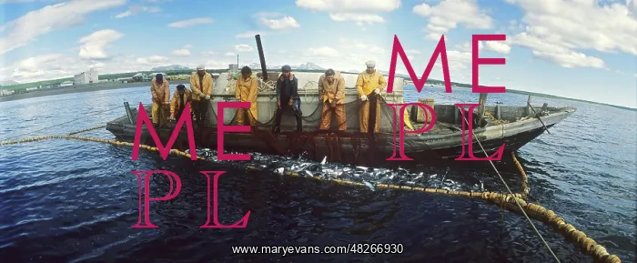 : Salmon fishery, 1980 : Salmon fishery, 1980
