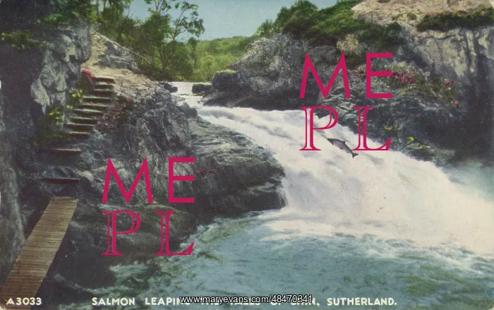  : Salmon Leap