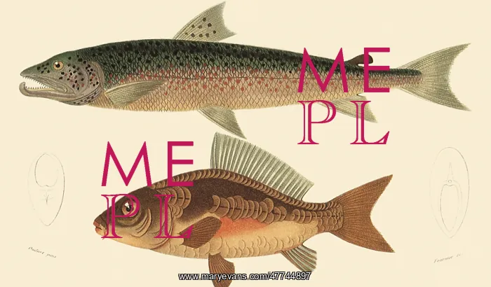  : A Salmon and a Mirror Carp