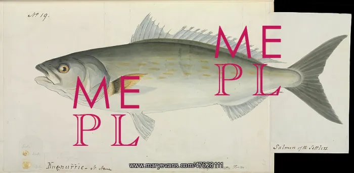 : Salmon of the settlers : Salmon of the settlers