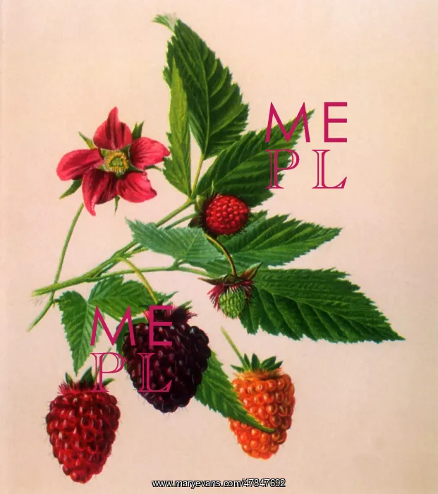  : Salmonberries