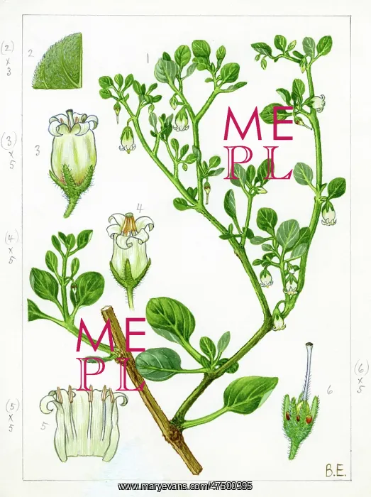 : Salpichroa origanifolia - cock's-eggs : Salpichroa origanifolia - cock's-eggs
