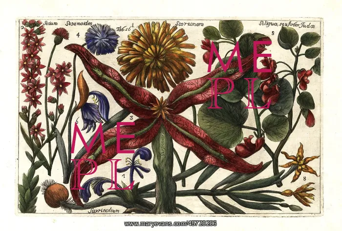 : Salsify, houseleek, snakeroot, cornflower : Salsify, houseleek, snakeroot, cornflower