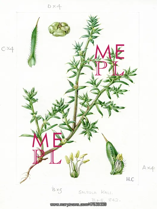 : Salsola Kali - Saltwort : Salsola Kali - Saltwort