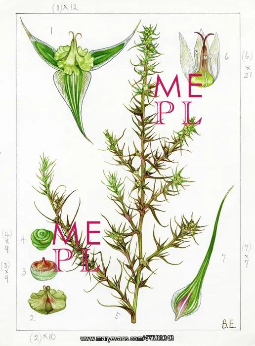 : Salsola pestifera - Russian thistle : Salsola pestifera - Russian thistle
