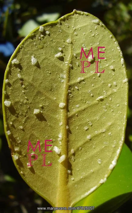 : Salt Crystals on Mangrove Leaf : Salt Crystals on Mangrove Leaf