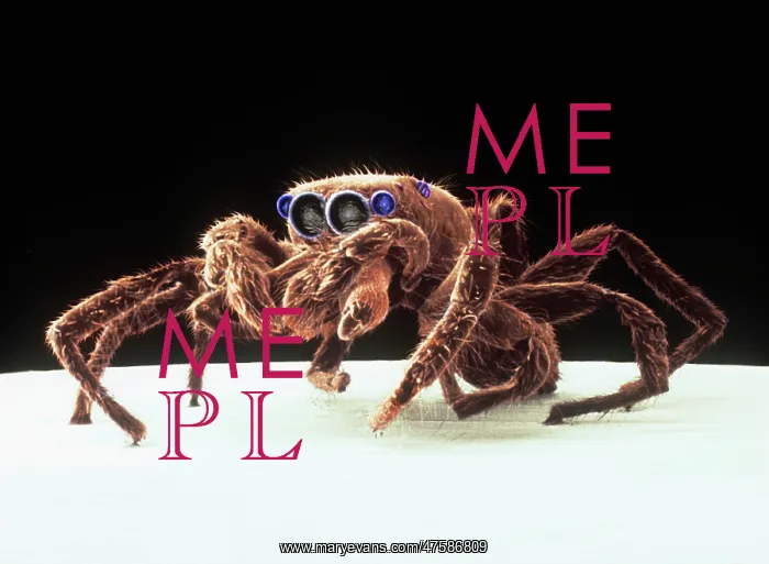 : Salticus senecus, zebra jumping spider : Salticus senecus, zebra jumping spider