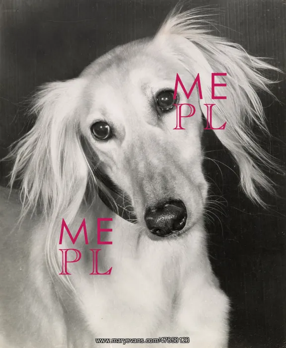  : Saluki