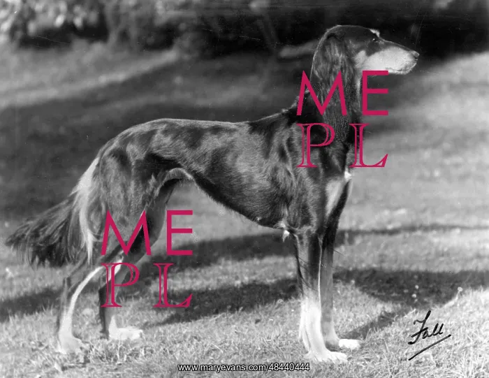 : Saluki - Ch. Sarona Gemil : Saluki - Ch. Sarona Gemil