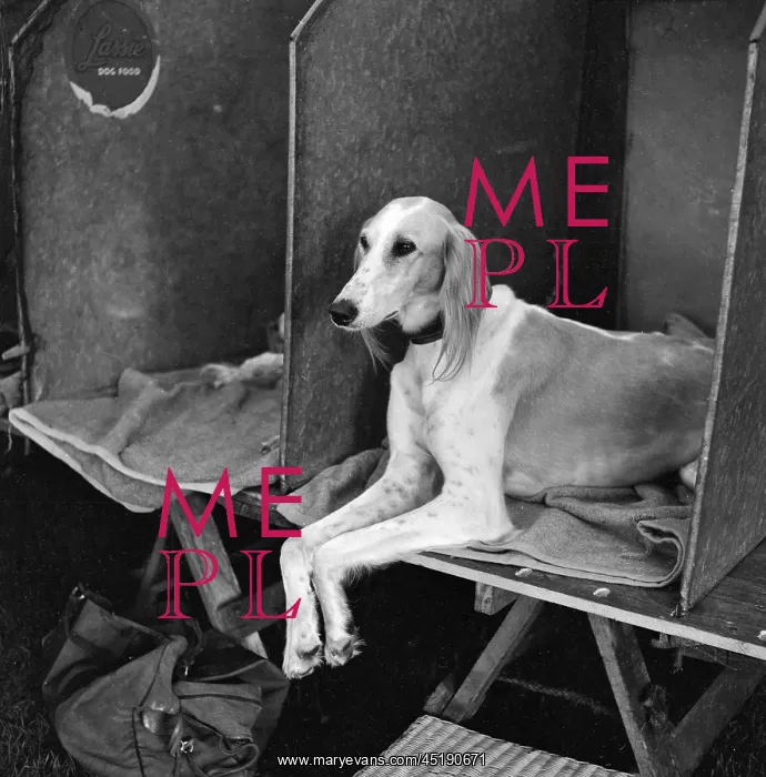 : Saluki Club : Saluki Club