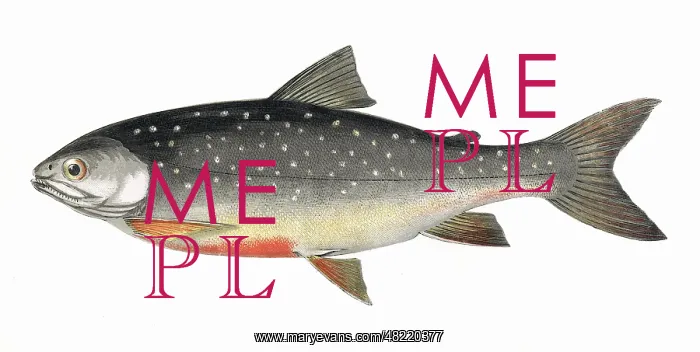 : Salvelinus alpinus alpinus, or Alpine Char : Salvelinus alpinus alpinus, or Alpine Char