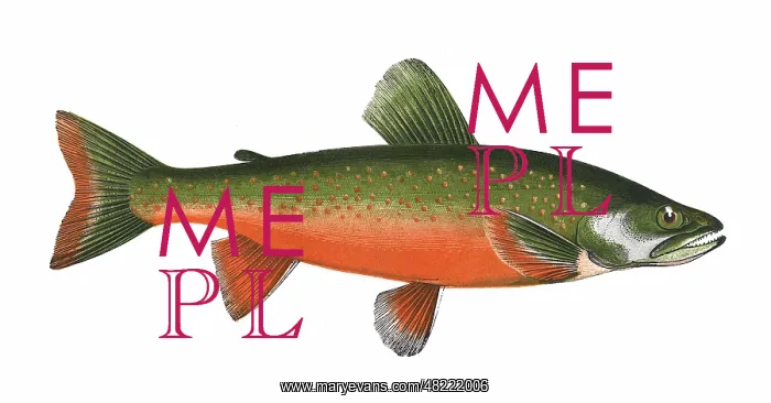 : Salvelinus alpinus, or Arctic Char : Salvelinus alpinus, or Arctic Char