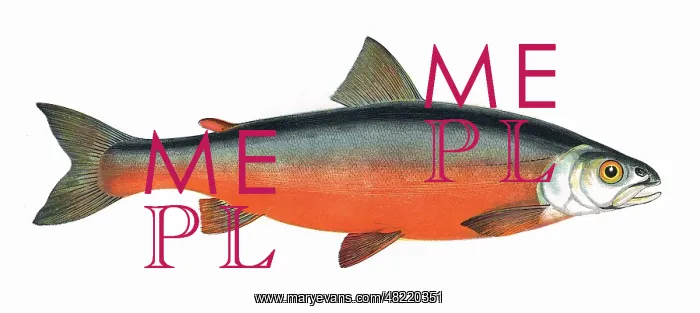 : Salvelinus colii, or Cole's Char : Salvelinus colii, or Cole's Char