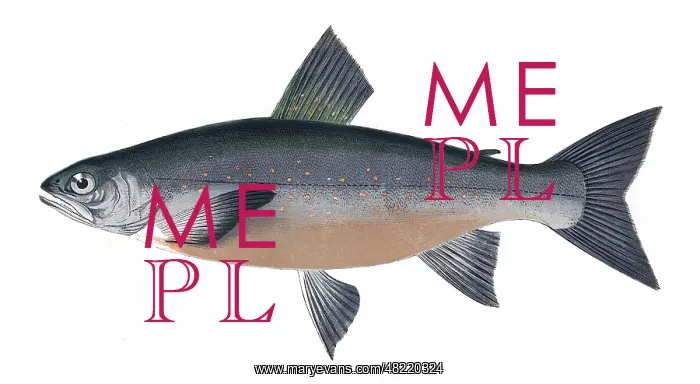 : Salvelinus grayi, or Gray's Char : Salvelinus grayi, or Gray's Char