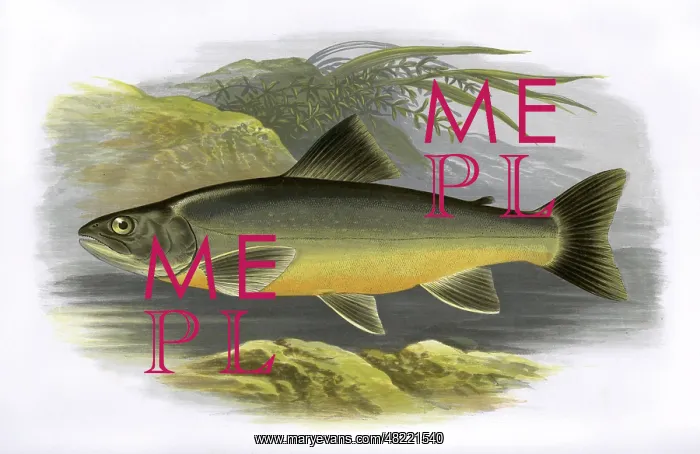 : Salvelinus killinensis, or Loch Killin Charr : Salvelinus killinensis, or Loch Killin Charr