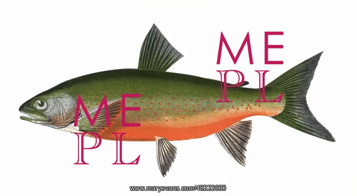: Salvelinus willoughbii, or Willoughby's Char : Salvelinus willoughbii, or Willoughby's Char