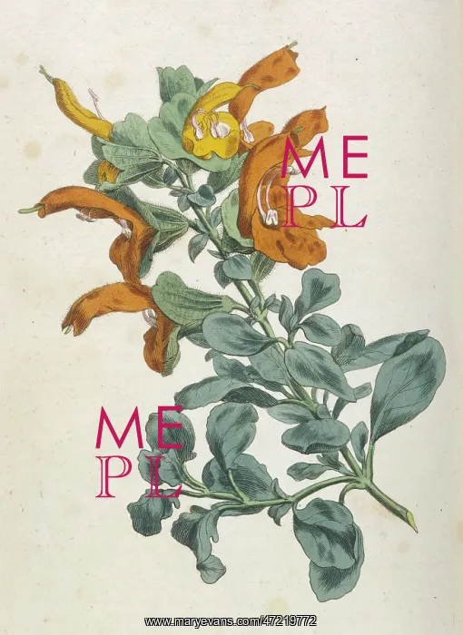 : Salvia Africana-Lutea : Salvia Africana-Lutea