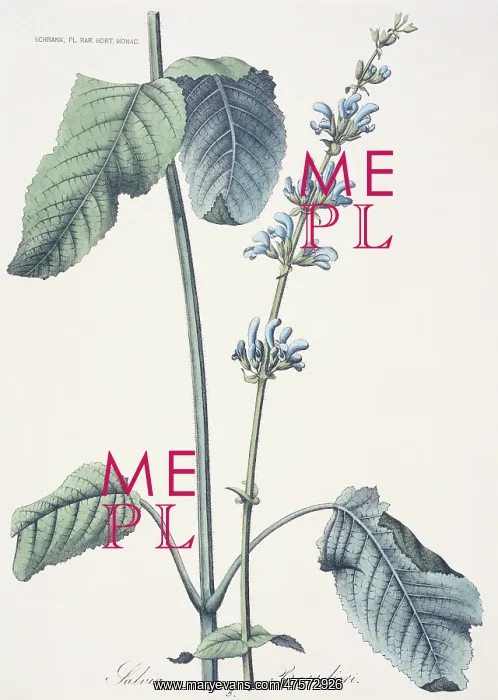 : Salvia barrelieri, meadow clary : Salvia barrelieri, meadow clary