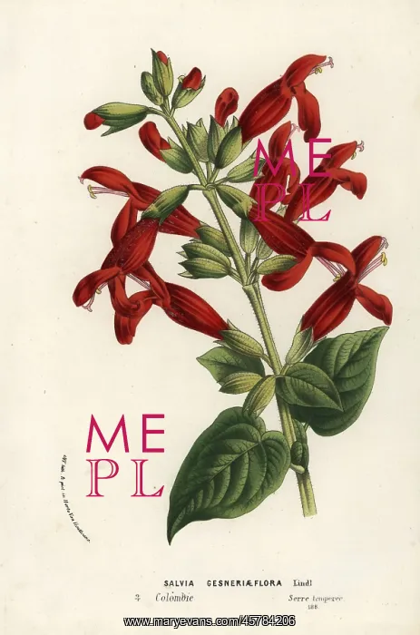 : Salvia gesneriiflora : Salvia gesneriiflora