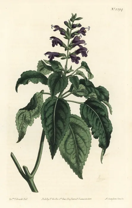 : Salvia lamiifolia : Salvia lamiifolia