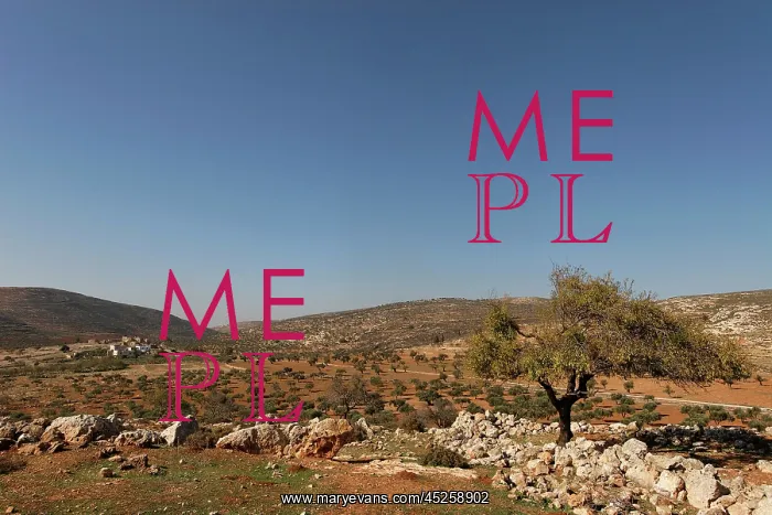  : Samaria, Olive grove