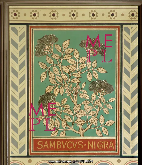 : Sambucus nigra, elder : Sambucus nigra, elder