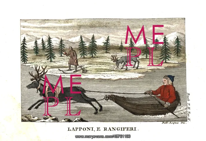 : Sami man or Lapplander in a sleigh pulled : Sami man or Lapplander in a sleigh pulled